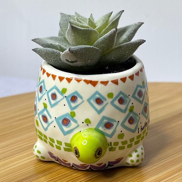 Natural life Blue Green Cutest Little Turtle Mini Faux Succulent Decor - Picture 7 of 8
